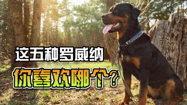 涨知识,五种罗威纳犬,你认识几种?