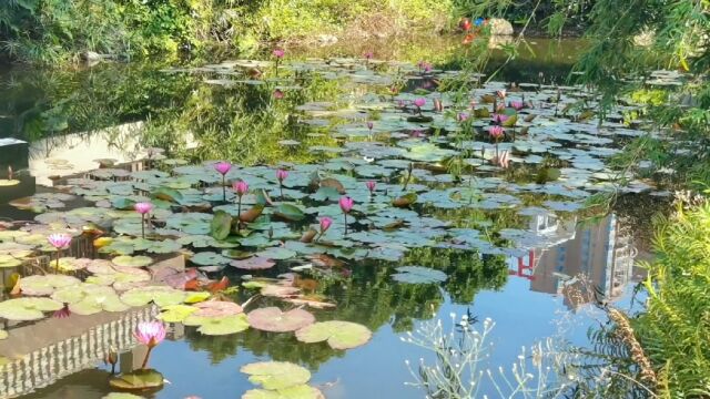 冬日荷花盛开