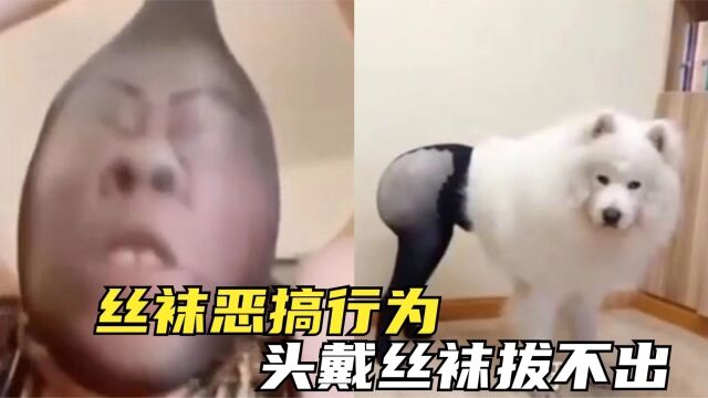 盘点全网丝袜恶搞迷惑行为:头戴丝袜拔不出来,原谅我笑出鹅叫声