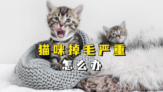 猫咪掉毛严重怎么办?6招搞定!