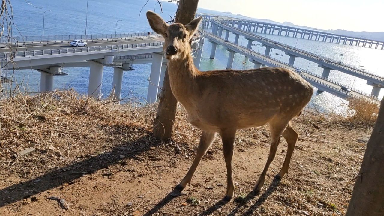 大连到处都是野生梅花鹿,来旅游可以偶遇,太可爱了