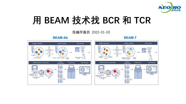 用BEAM技术找BCR和TCR