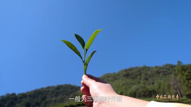 《中国品牌故事》晶晨棋源茶业(下):“岩葵”之武夷风骨