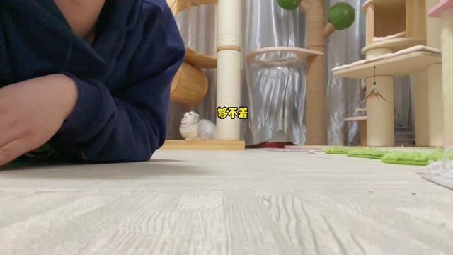 新入手的扫地机器猫#米努特矮脚猫 #小奶猫的成长日记 #猫咪的迷惑行为 #家有傻猫 #拿破仑猫