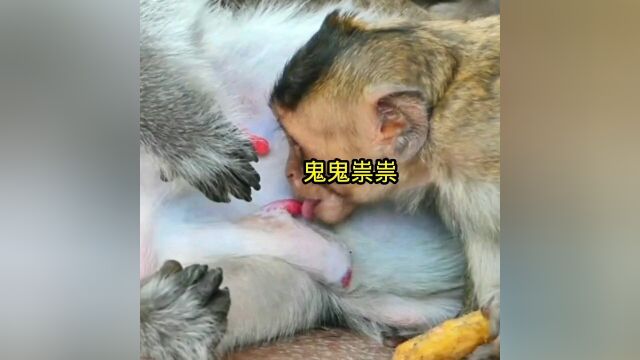 猴子鬼鬼祟祟偷奶吃