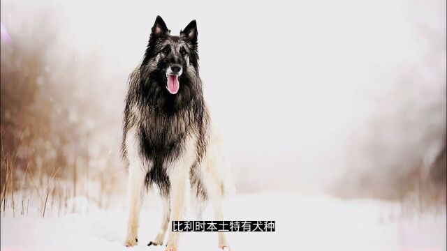 比利时本土特有犬种盘点(一)比利时牧羊犬、布鲁塞尔格里芬犬、比利时特伏丹犬