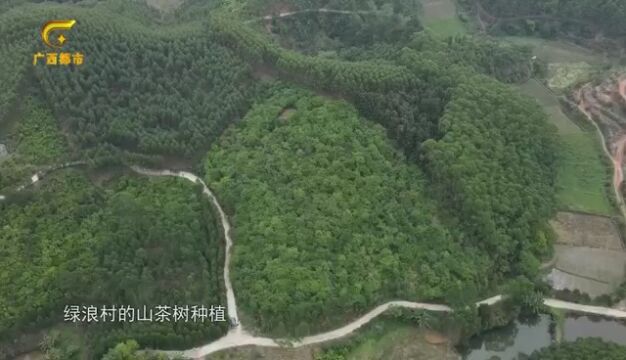 广西南宁市上林县乔贤镇绿浪村“乔绿浪”山茶油产业