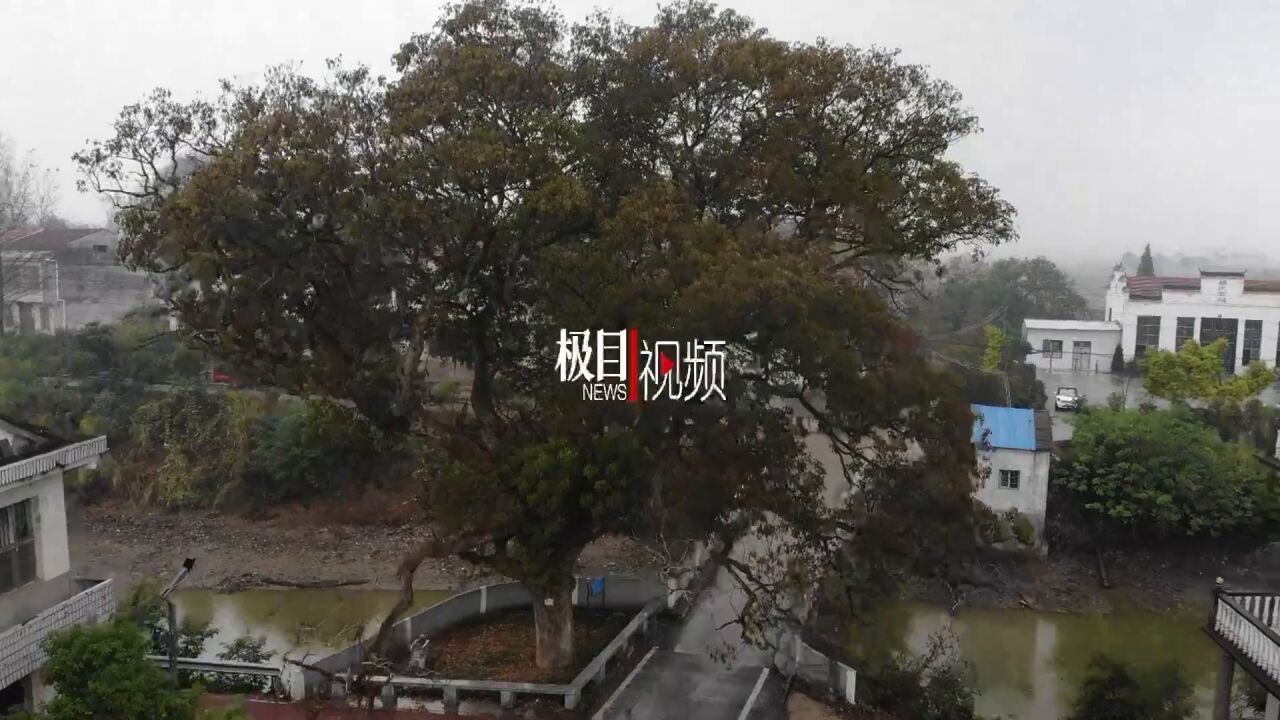 【视频】监利800岁重阳木故事“出圈”,老树守护者为其作序立传