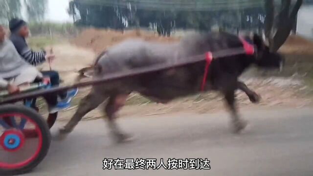 顶级水牛,你从来没见过.纪录片野生动物零距离危险动作请勿模仿实拍原视频