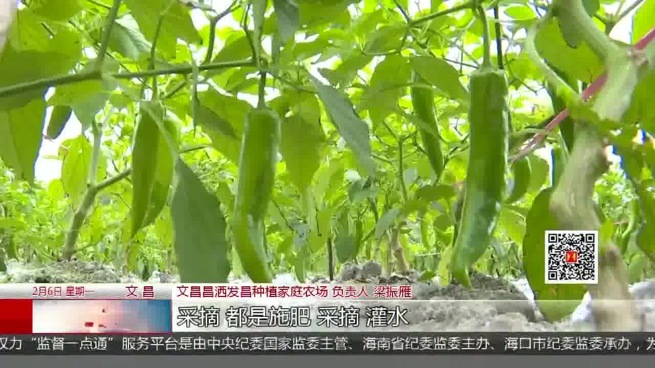 蔬菜丰收忙采摘忙 田间地头抢农时