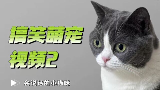 搞笑萌宠视频2会说话的小猫咪