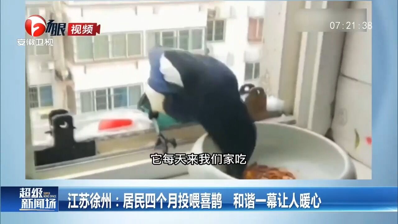 江苏徐州:男子四个月投喂喜鹊,和谐一幕让人暖心