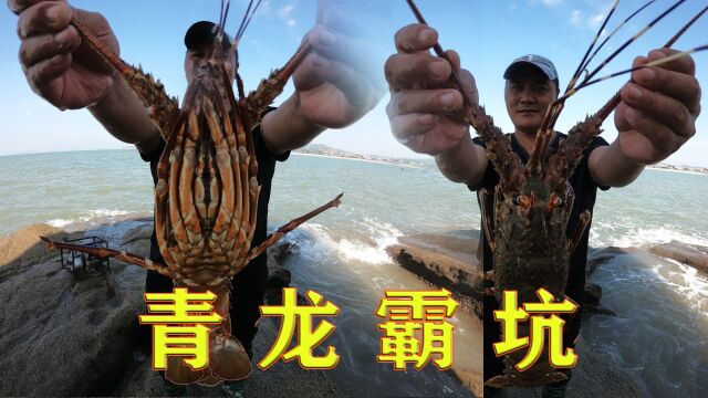 8字坑中腌制过的猪肺味道浓郁,引来青龙霸坑,连石九公都是超大