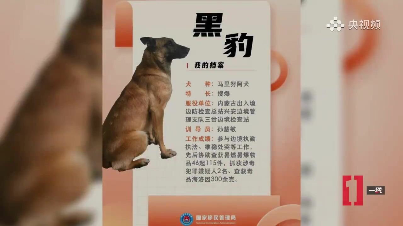 汪汪队集合!首批国家功勋犬亮相