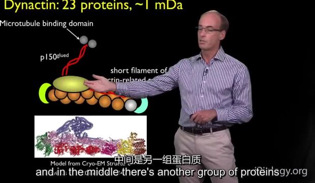 Ron Vale (Ucsf, Hhmi) 3 分子运动蛋白:哺乳动物动力蛋白的调节