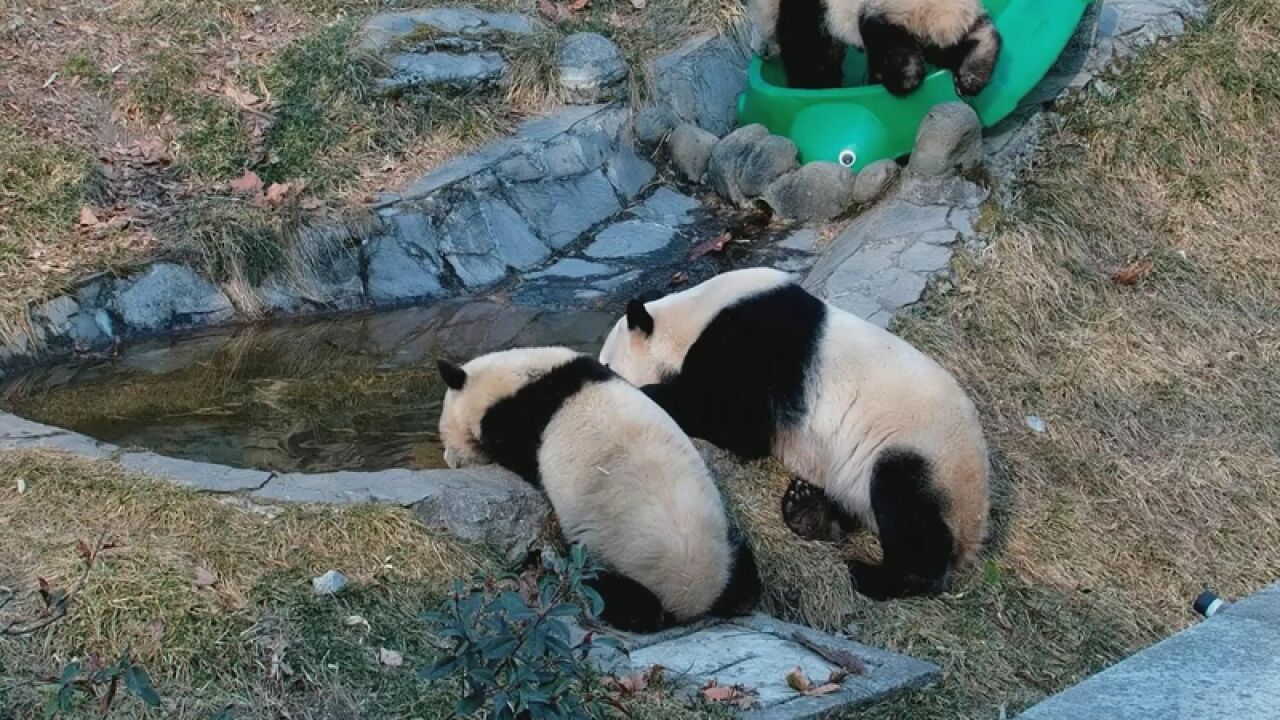 熊猫社区|今天你多喝水了吗?