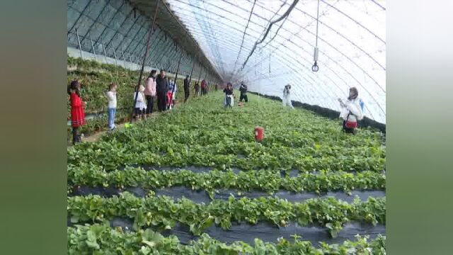 双阳区摄影家协会深入奢岭采风 为温泉草莓旅游节助力