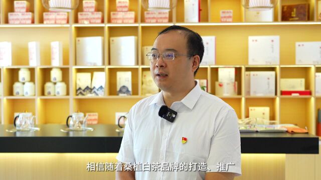 【2023湖南茶叶“三茶统筹”示范品牌】 桑植白茶:一叶见方寸 一茶现万千