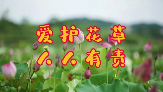 【兖州园林】2月17日园林绿化工作动态