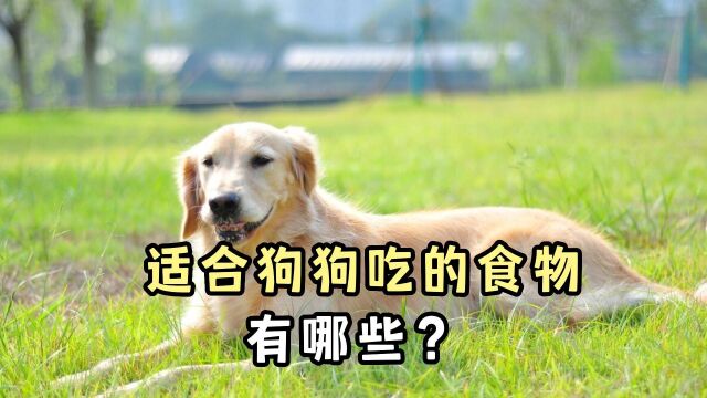 适合狗狗吃的6种食物,你家狗子吃过几种?