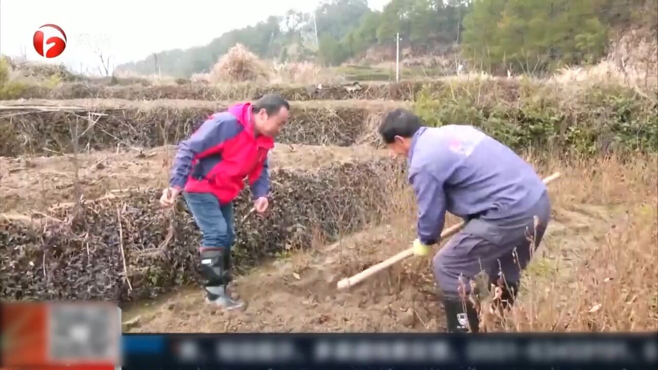 绩溪:人勤春来早,育苗基地生产忙