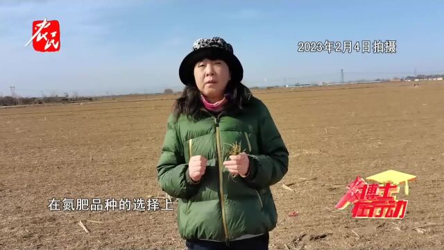 【农博士】今年小麦要早管!如何浇水?是否施肥?听专家提示