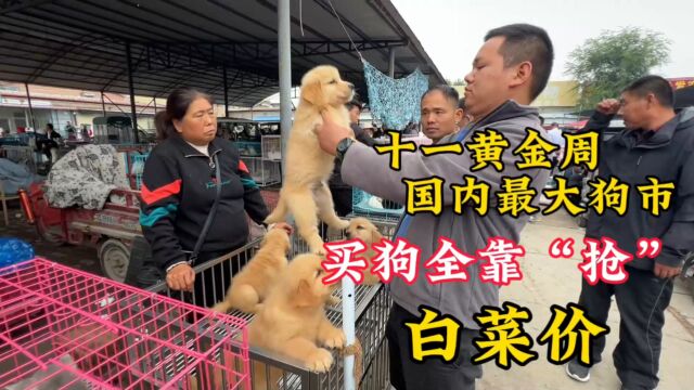 十一黄金周逛国内最大狗市,各种名犬“白菜价”,买狗全靠抢,便宜