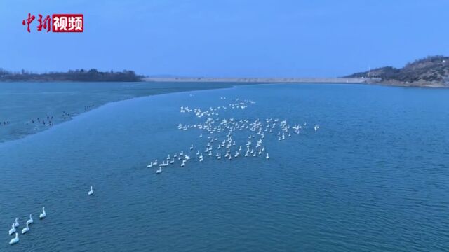 气温回暖北归天鹅“空降”山西昔阳