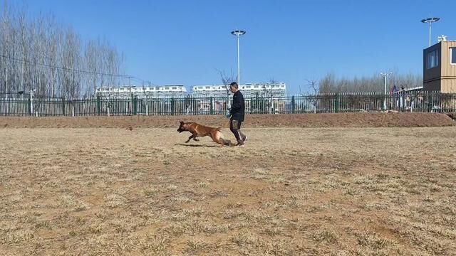 326旋风训犬实战犬天龙(后有电颈环使用效果)#训犬师 #训犬 #宠物训练学校