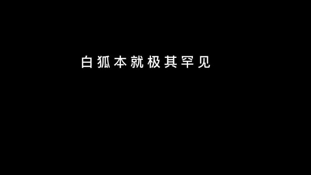 奶奶说:“白色狐狸非常罕见,只有运气好到爆才可以看到”