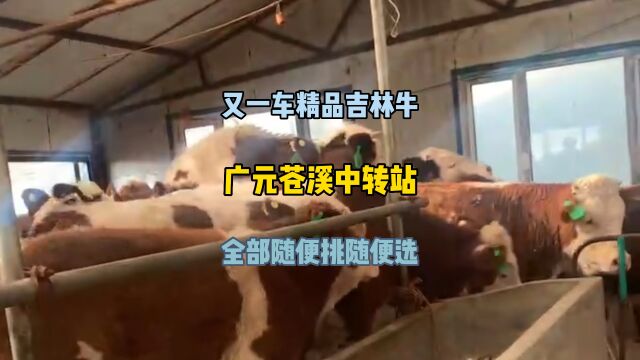 重新给大家介绍一下广元苍溪中转站,看看这些吉林西门塔尔牛咋样