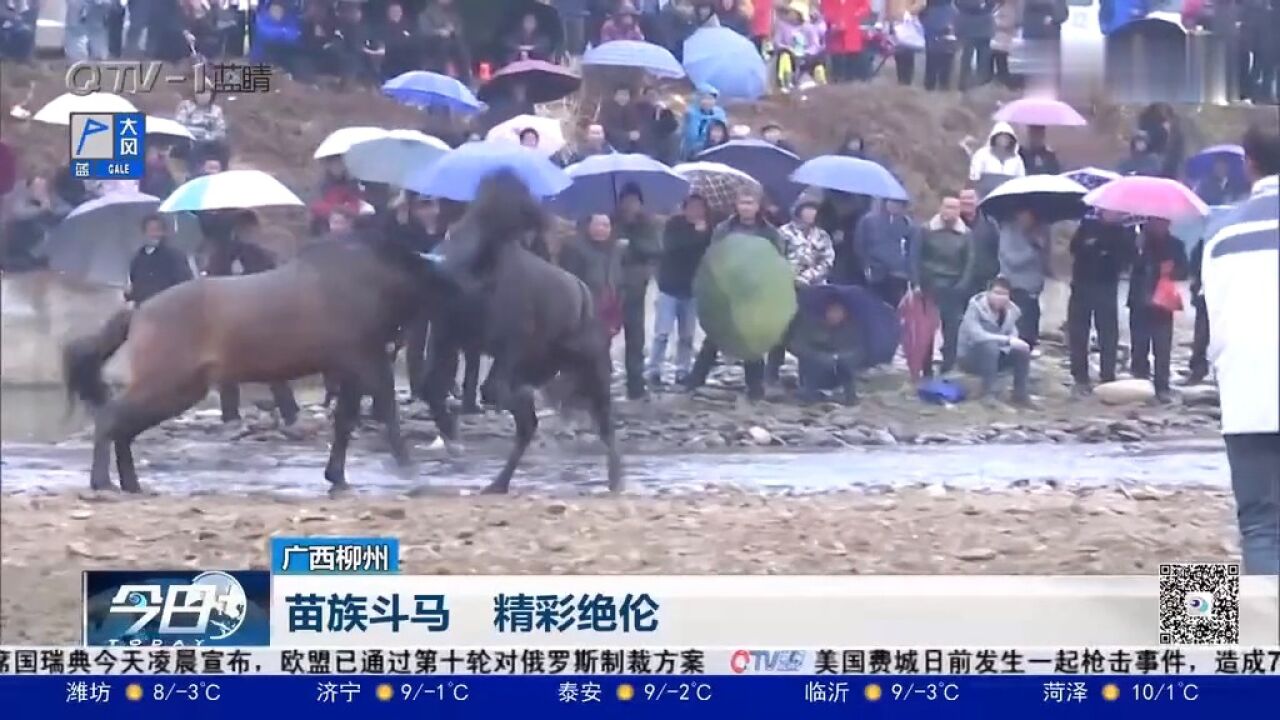 苗族斗马举行,52匹公马参加角逐,现场表演精彩绝伦