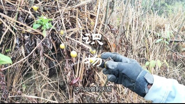 盘点那些你经常见到,但是叫不出名字来的植物