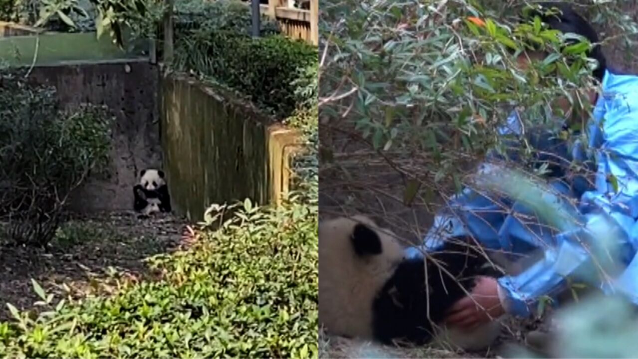 残疾熊猫福菀被女游客泼水,熊猫基地回应:黑名单制度会综合考量