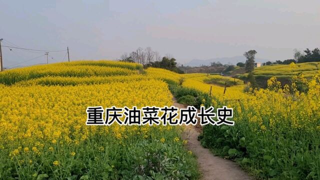 重庆油菜花的兴衰,四季流转,花开花落