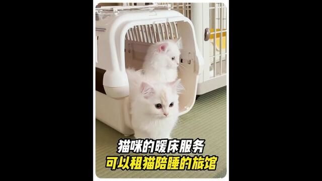 小猫咪的暖床服务,这家旅馆是爱猫者天堂,花钱就能抱着小猫睡#猫咪 #治愈猫咪 #喵星人