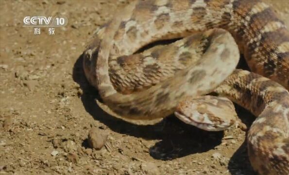 毒蛇霸主锯鳞蝰,它体型较小,但攻击速度贼快