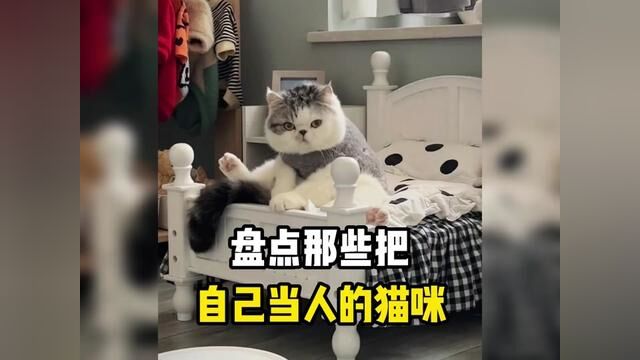 盘点那些把自己当人的猫咪,有的猫已经把自己当成人了 #猫咪 #猫咪成精 #猫咪的迷惑行为