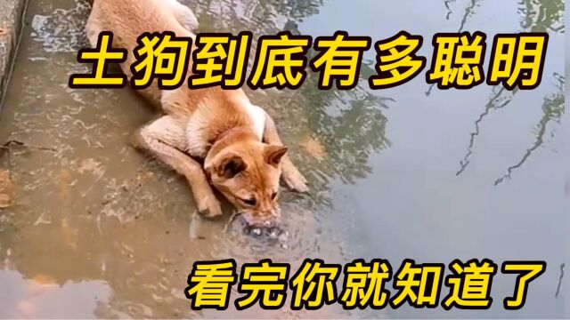 中华田园犬到底有多聪明?看完你就知道了