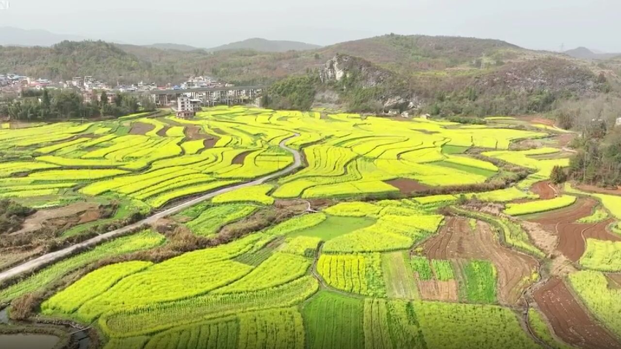 湖南道县:油菜花扮靓乡村 “稻油轮作”促增收