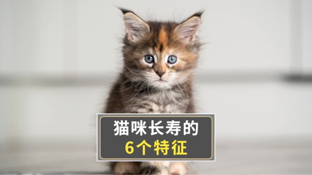 猫咪有这些特征,说明它是“长寿喵”!