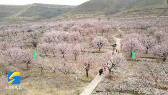 走,去临沂|百年杏园航拍来了!