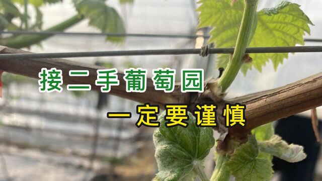 接手二手葡萄园一定要看好再下手这里面可能有坑