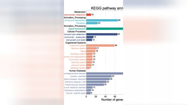 微生信KEGG Pathway二级分类汇总图绘制步骤