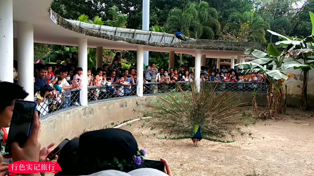 广州动物园孔雀博命营业,20块360度无死角展示,照顾每位游客