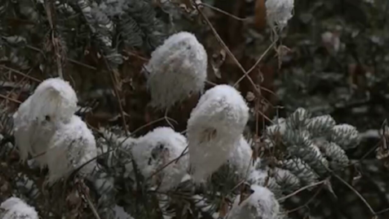 受天气变化影响,青海多地出现雨雪天气,气温下降