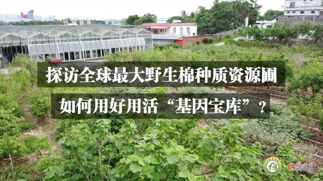 探访全球最大野生棉种质资源圃:如何用好用活“基因宝库”?