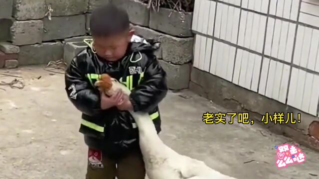 盘点人类幼崽和动物不得不说的故事