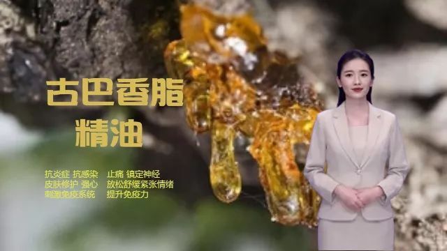 古巴香脂精油介绍