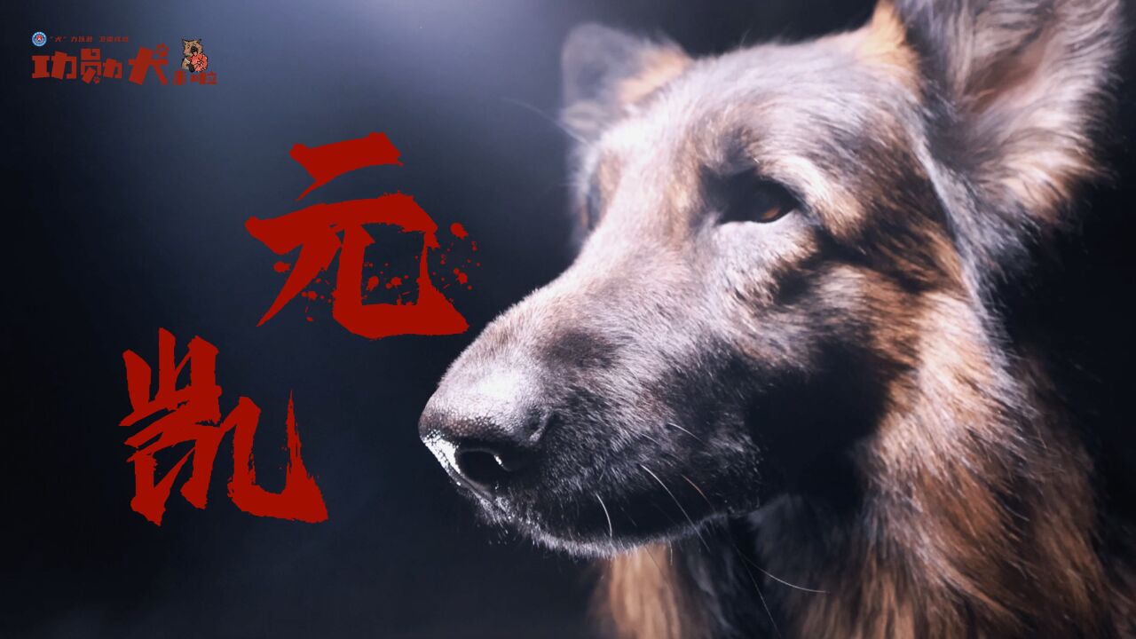 功勋犬来啦 | 边境卫士元凯